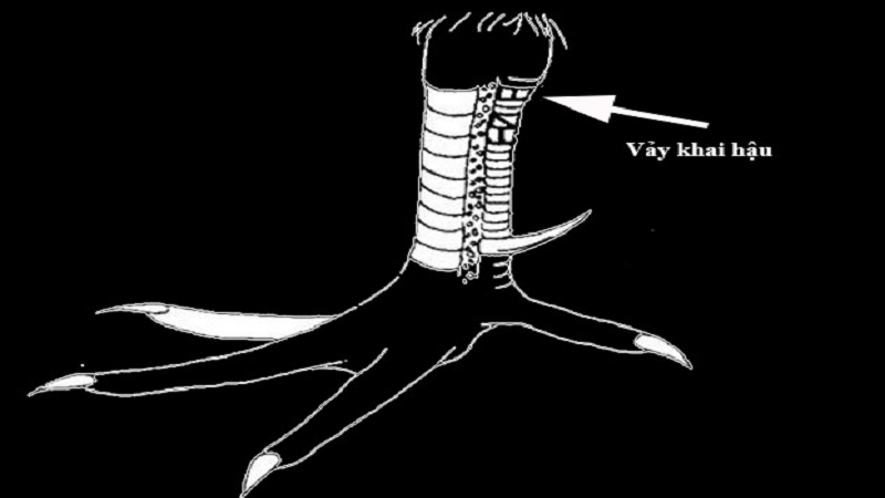 Đặc điểm dễ nhận diện của vảy khai hậu