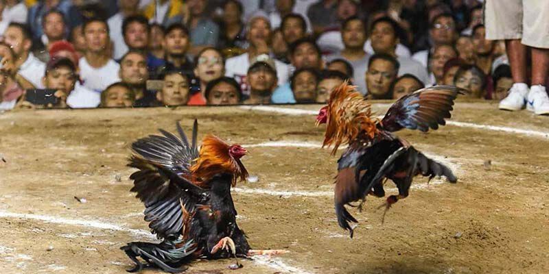 Màu đá gà tiền lớn là gì ? Vì sao cần quan tâm