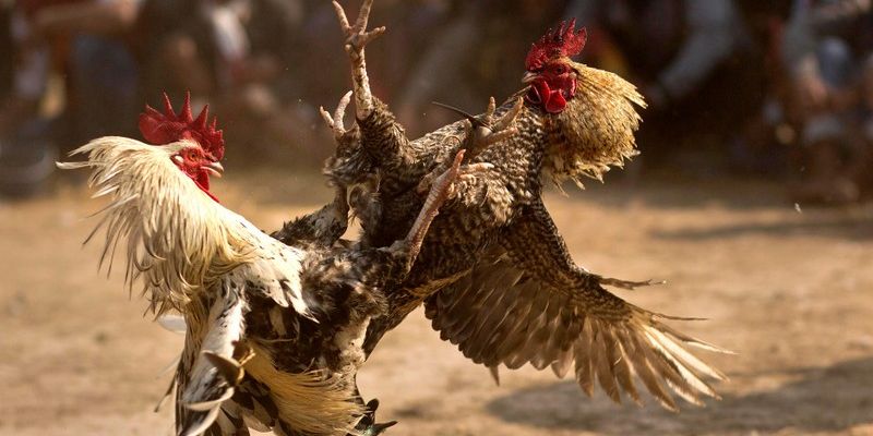 Các bước nạp carbo cho gà đá đúng chuẩn