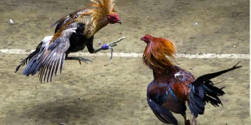 Mẹo nạp carbo cho gà đá được sư kê tin dùng