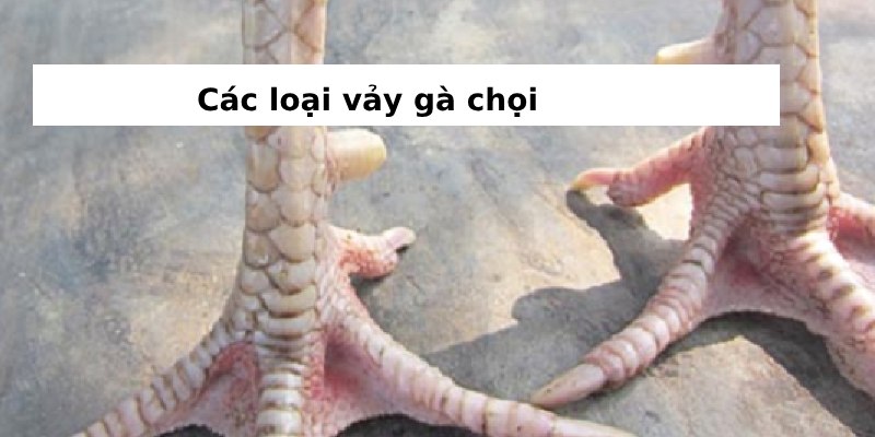 Đặc điểm và cách nhận biết vảy kích biên