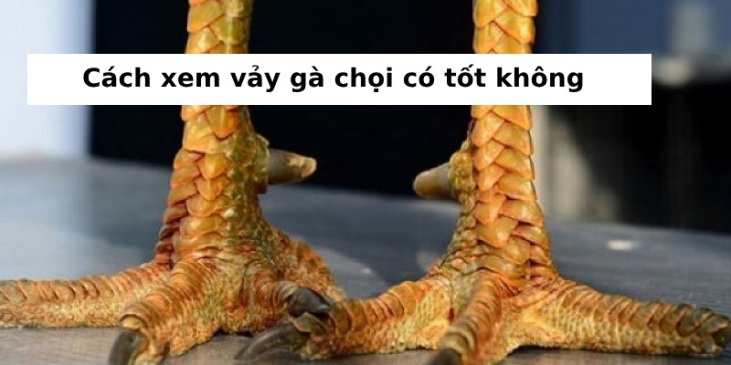 Lợi thế khi huấn luyện gà có vảy kích biên